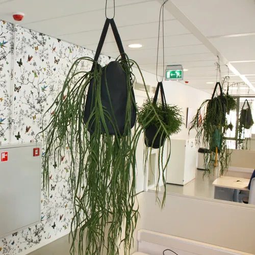Creatief groen kantoor- Artiplant